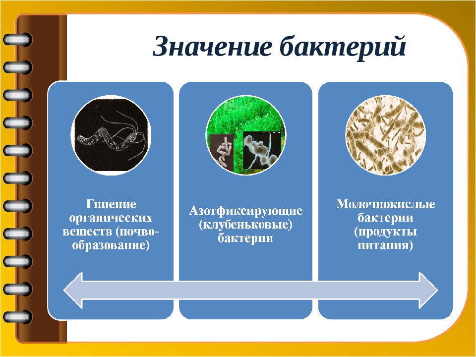 Таблица значений бактерий в природе и жизни