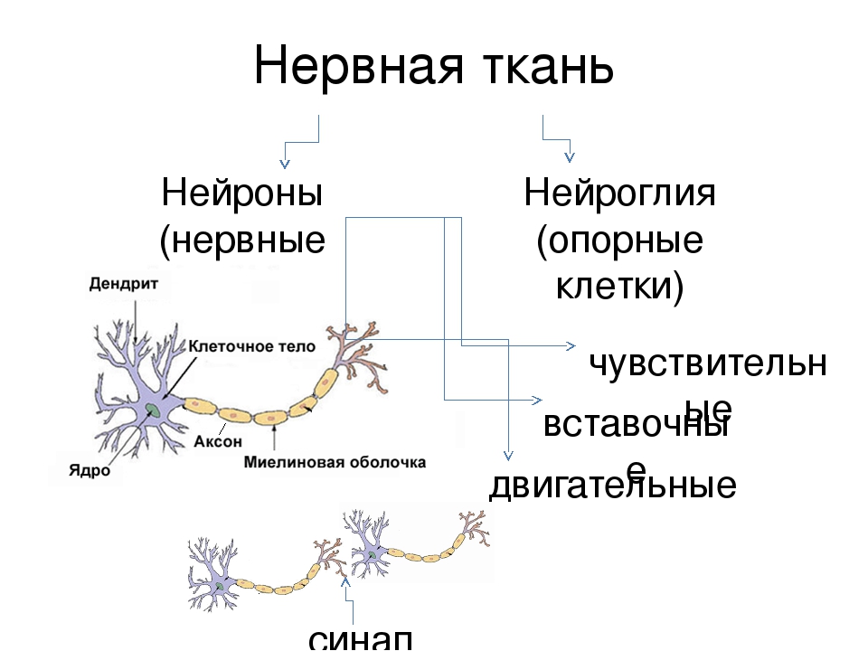 Разновидности глии схема